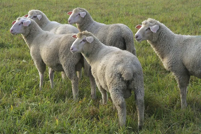 Impression encadrée : Sheep