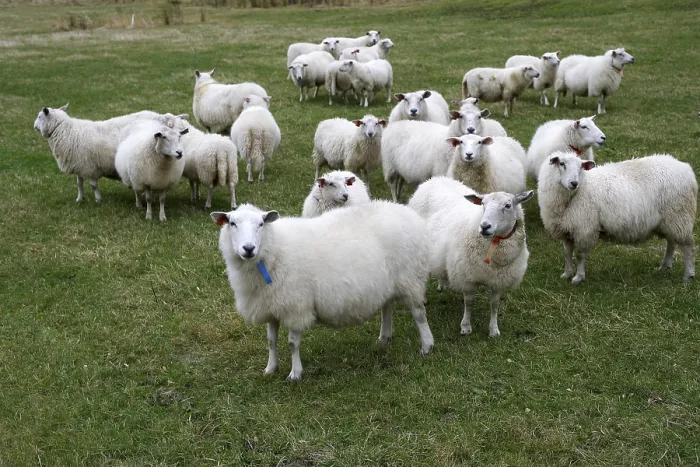 Impression encadrée : Moutons dans Hoddevik Impression encadrée : Moutons dans Hoddevik