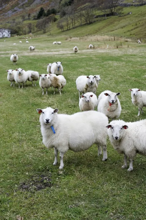 Impression encadrée : Moutons dans Hoddevik