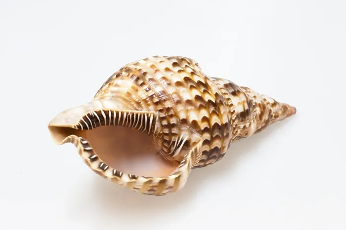 Impression encadrée : Shell Impression encadrée : Shell