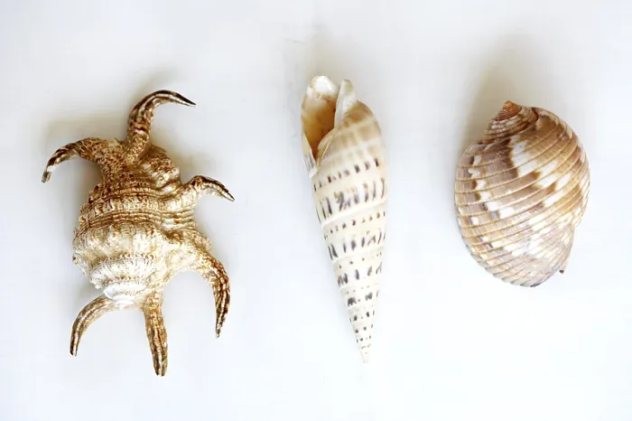 Impression encadrée : Trois coquillages
