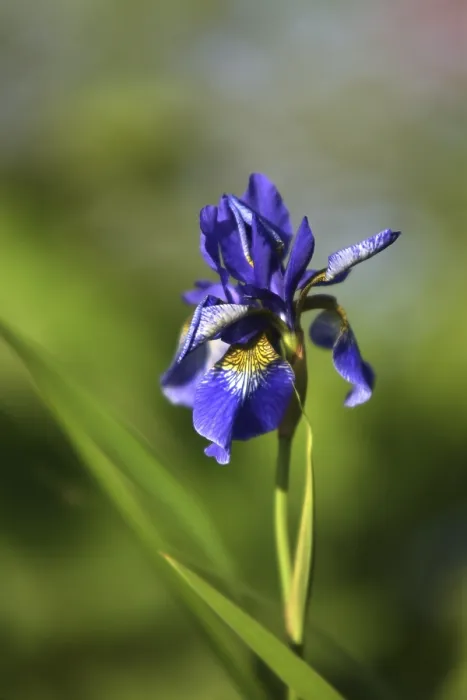 Impression encadrée : L'iris sibérien. Impression encadrée : L'iris sibérien.