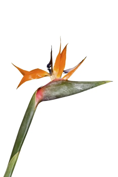 Impression encadrée : Strelitzia à une fleur unique. Impression encadrée : Strelitzia à une fleur unique.