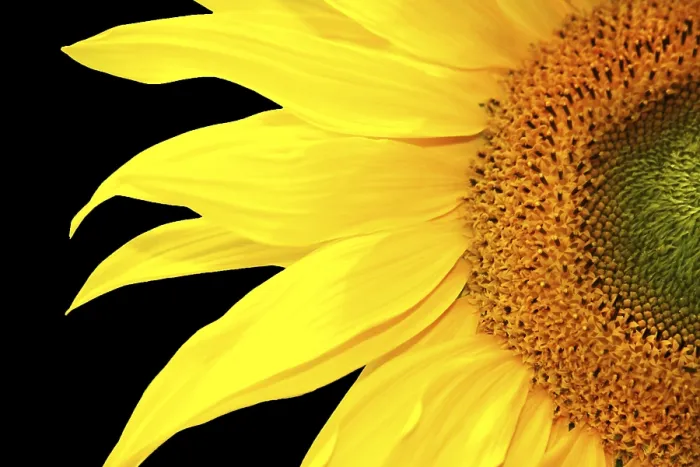 Impression encadrée : Tournesol unique. Impression encadrée : Tournesol unique.