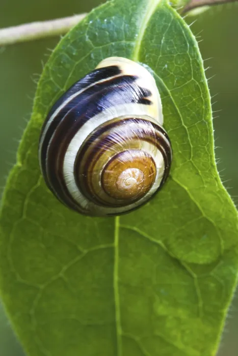 Impression encadrée : Escargot sur feuille. Impression encadrée : Escargot sur feuille.