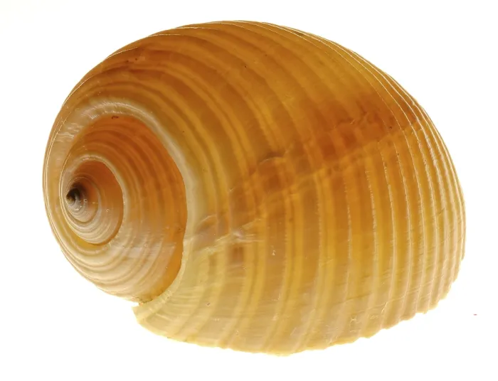Impression encadrée : Snail-shell Impression encadrée : Snail-shell
