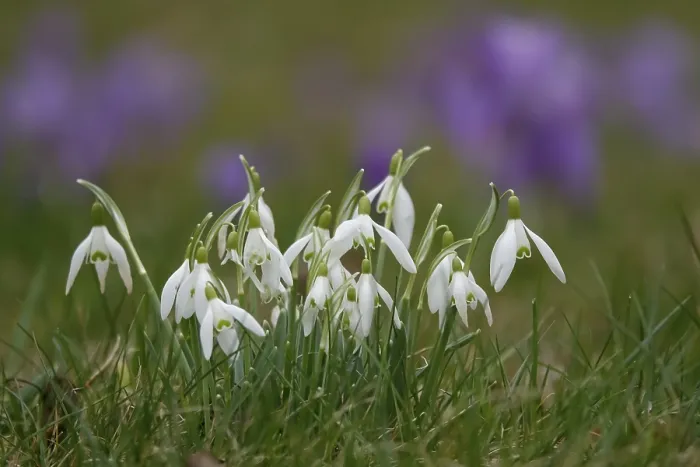Impression encadrée : Les nénuphars, les crocus à l'arrière-plan.