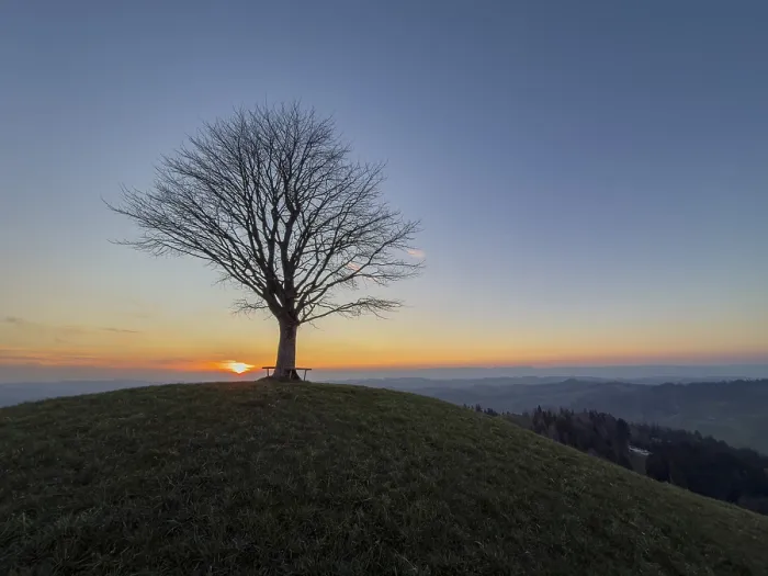 Impression encadrée : Arbre de citron solitaire sur Drumlin.
