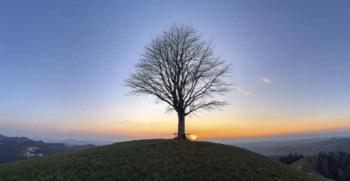 Impression encadrée : Arbre de citron solitaire sur Drumlin.