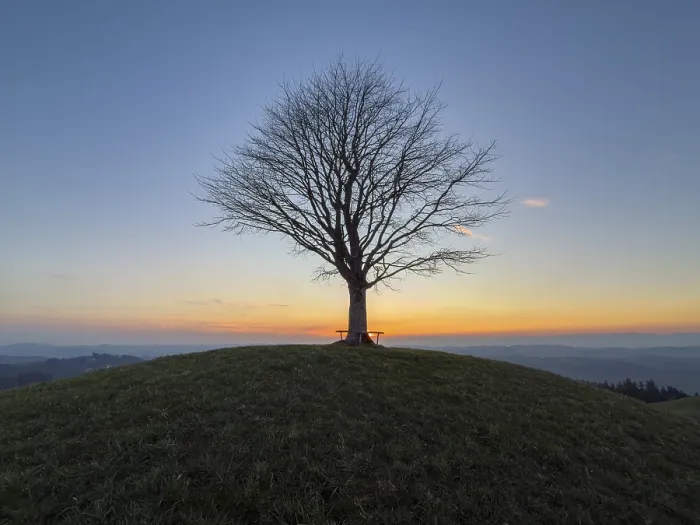 Impression encadrée : Arbre de citron solitaire sur Drumlin.