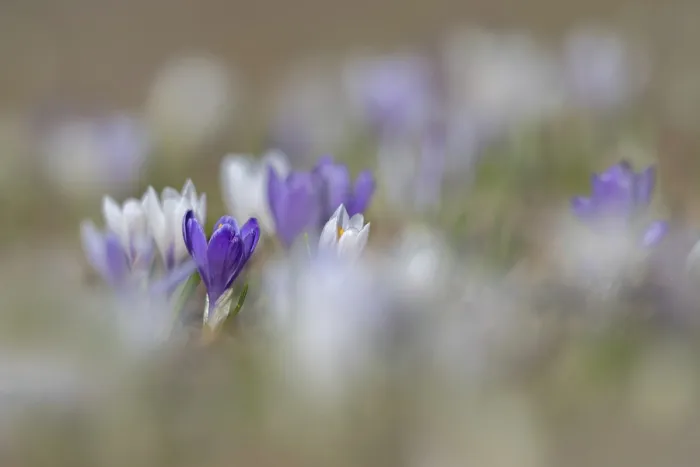 Impression encadrée : Le crocus printanier (Crocus albiflorus)