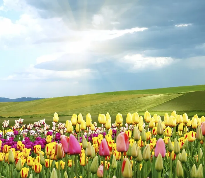 Impression encadrée : Springtime
