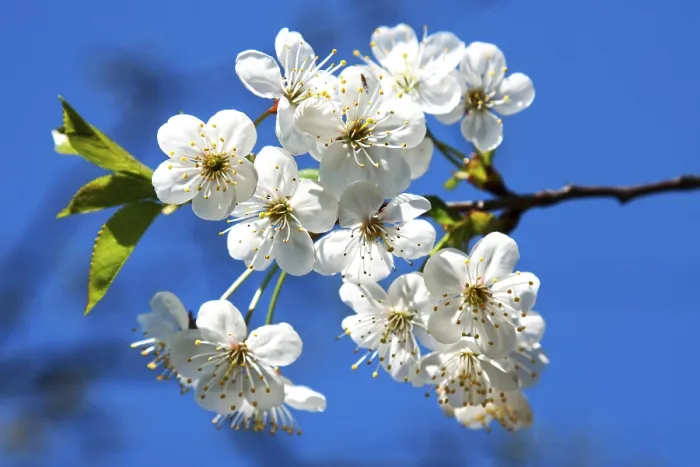 Impression encadrée : Springtime