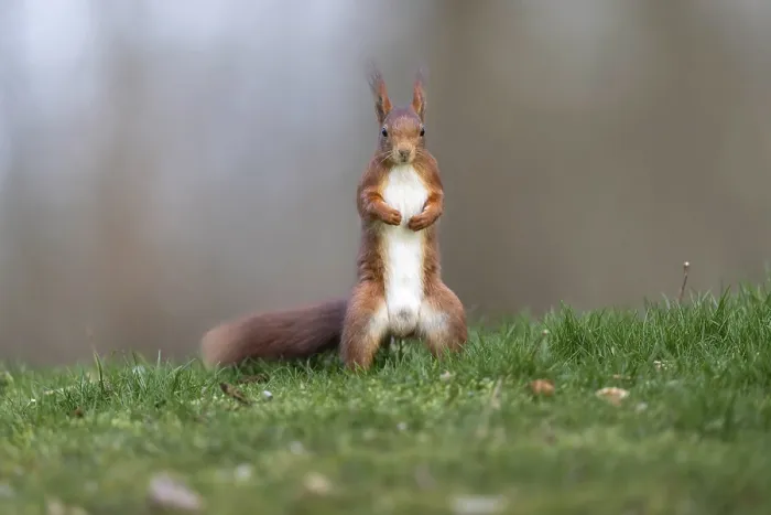 Impression encadrée : Ecureuil (Sciurus), Allemagne.