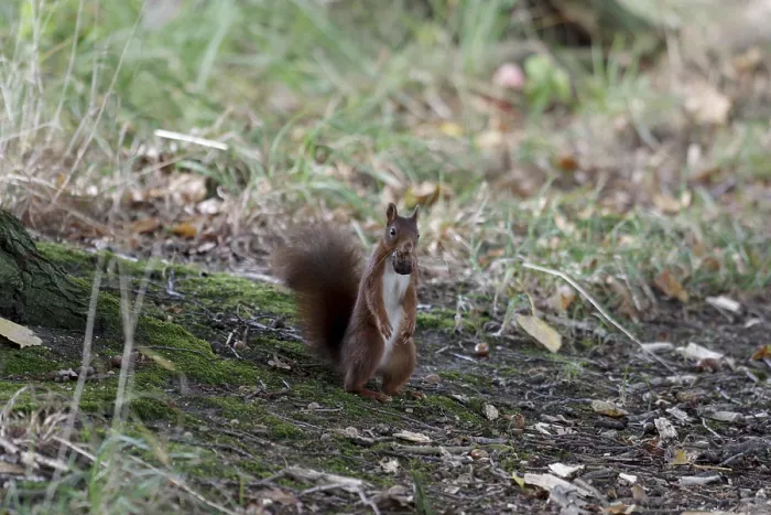 Impression encadrée : Ecureuil (Sciurus), noix, sol de la forêt.