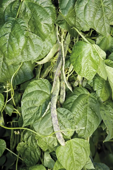 Impression encadrée : Haricots verts.