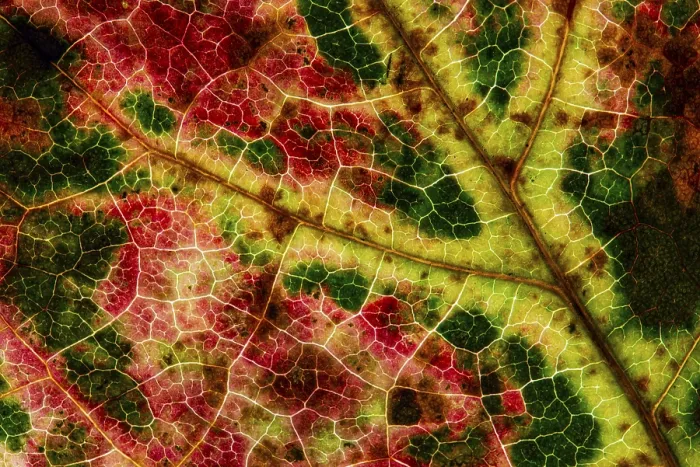 Impression encadrée : La structure d'une feuille colorée d'automne. Impression encadrée : La structure d'une feuille colorée d'automne.