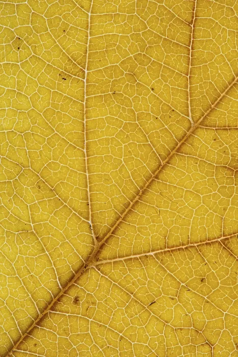 Impression encadrée : La structure d'une feuille colorée d'automne. Impression encadrée : La structure d'une feuille colorée d'automne.