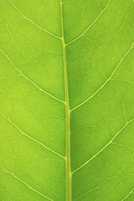 Impression encadrée : La structure d'une feuille. Impression encadrée : La structure d'une feuille.