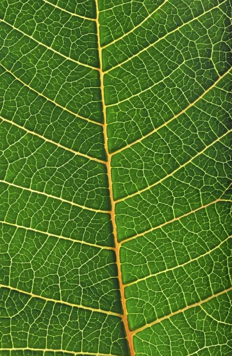 Impression encadrée : Structure d'une feuille. Impression encadrée : Structure d'une feuille.