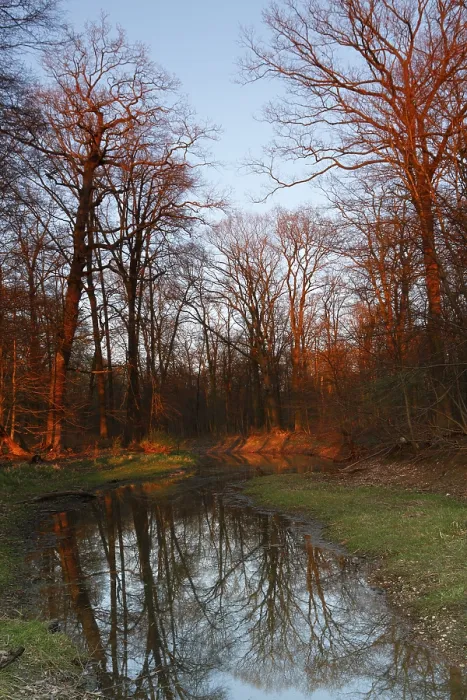 Impression encadrée : Inondations d'été dans la forêt alluvionnaire.