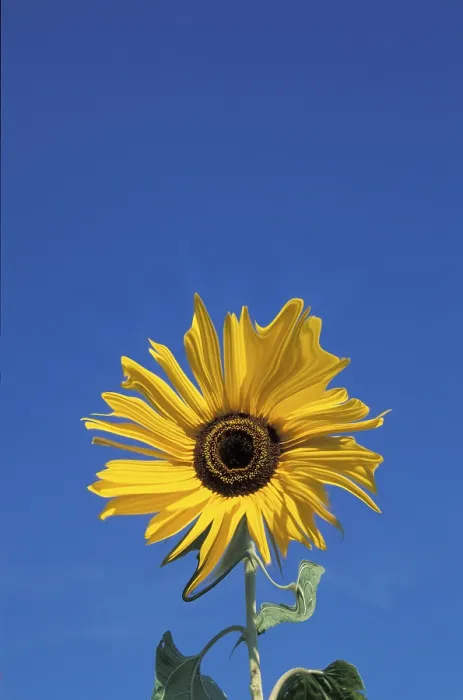 Impression encadrée : Sunflower Impression encadrée : Sunflower