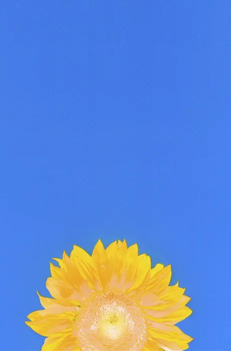 Impression encadrée : Sunflower