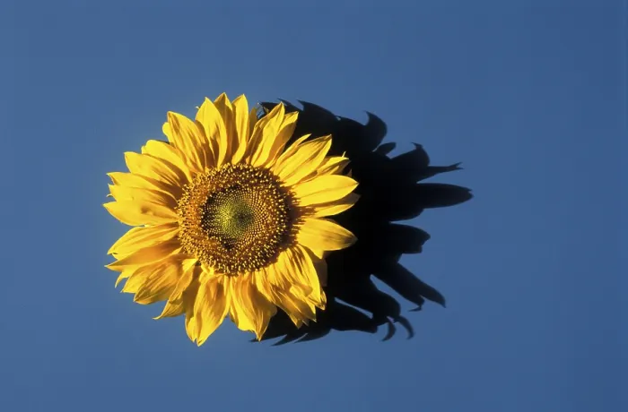 Impression encadrée : Sunflower