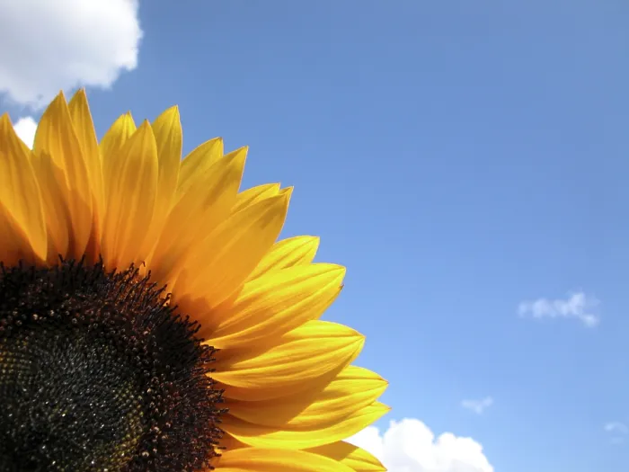 Impression encadrée : Sunflower