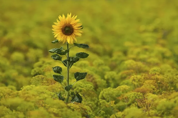 Impression encadrée : Sunflower Impression encadrée : Sunflower