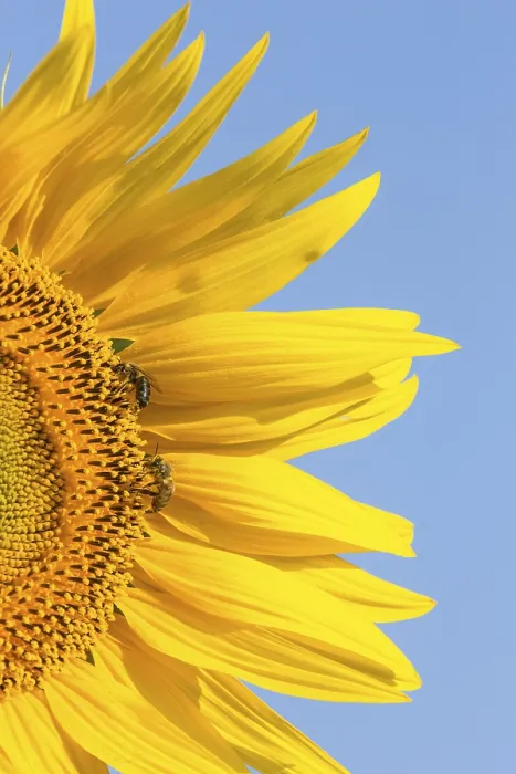 Impression encadrée : Sunflower