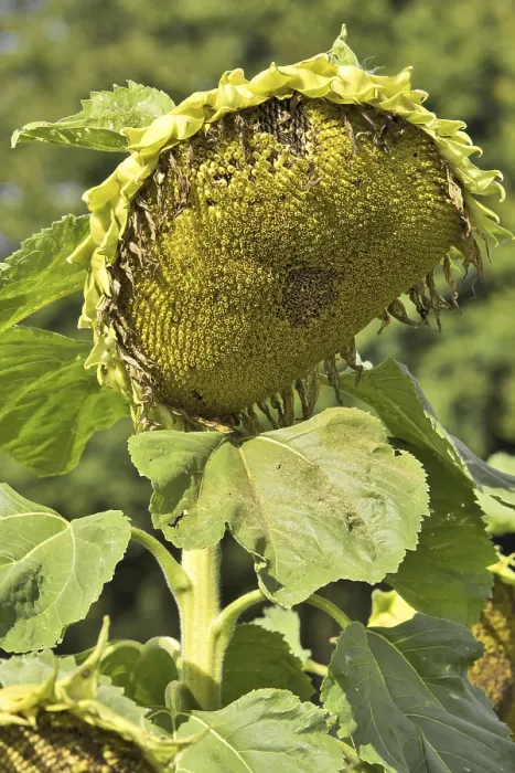 Impression encadrée : Sunflower Impression encadrée : Sunflower