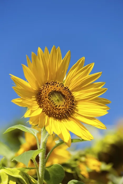 Impression encadrée : Sunflower Impression encadrée : Sunflower