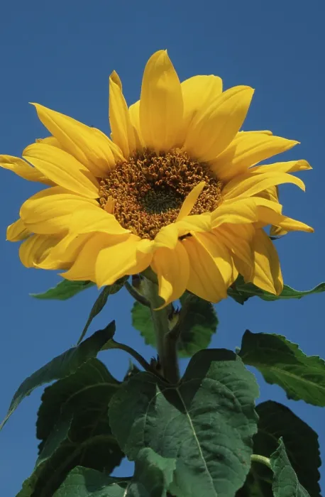 Impression encadrée : Sunflower Impression encadrée : Sunflower