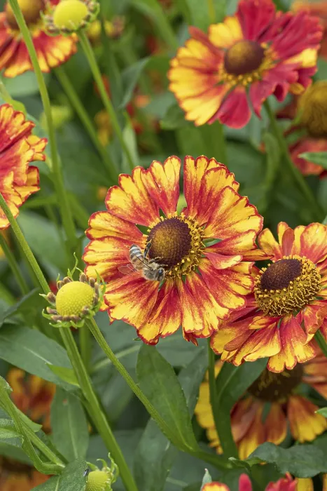 Impression encadrée : Tournesol (Helenium Vicky') Impression encadrée : Tournesol (Helenium Vicky')