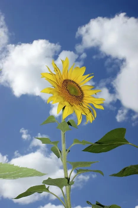 Impression encadrée : Sunflowers