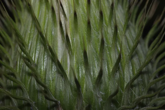 Impression encadrée : Surface de l'inflorescence d'une épineux.