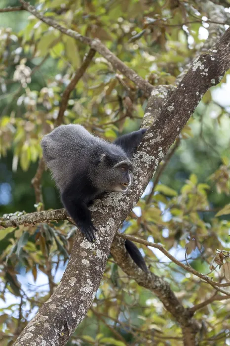 Impression encadrée : Singe de Sykes (Cercopithecus mitis) sur l'arbre.