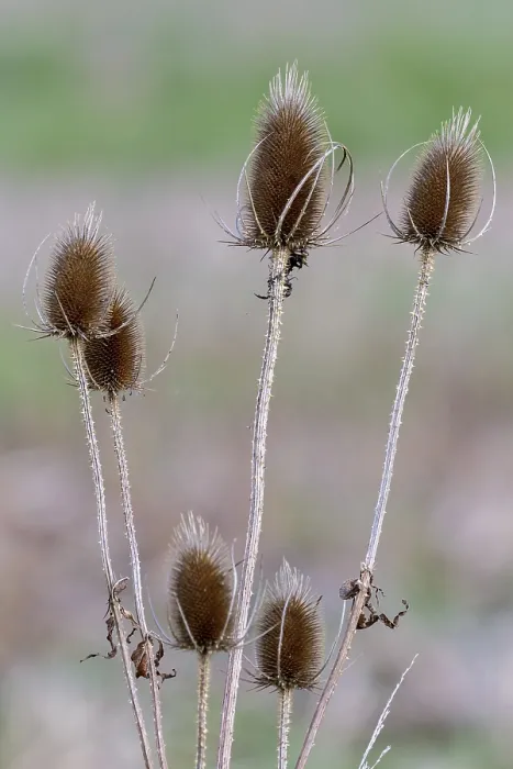 Impression encadrée : Les teffes (Dipsacus)
