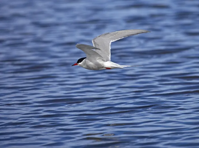 Impression encadrée : Le tern en vol. Impression encadrée : Le tern en vol.