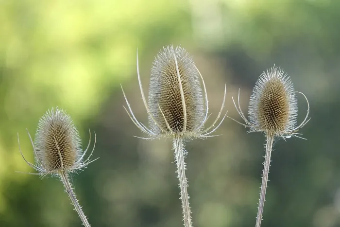 Impression encadrée : Thistle Impression encadrée : Thistle