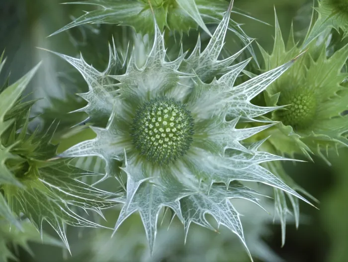 Impression encadrée : Thistle Impression encadrée : Thistle