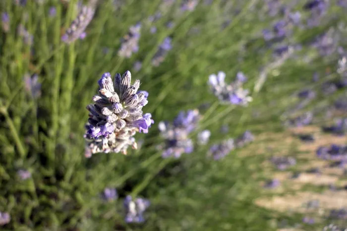 Impression encadrée : Thyme Impression encadrée : Thyme