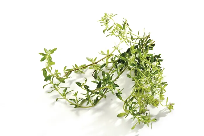 Impression encadrée : Thym (Thymus) Impression encadrée : Thym (Thymus)