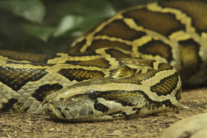Impression encadrée : Le python tigre (Python molurus), captif.