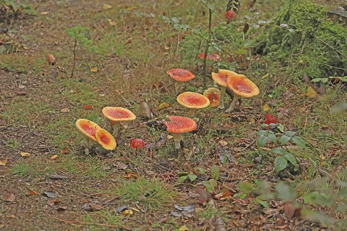 Impression encadrée : Toadstools Impression encadrée : Toadstools