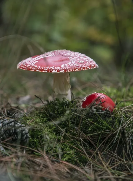 Impression encadrée : Deux champignons de couvée dans la forêt, entourés de mousse et d'aiguilles.