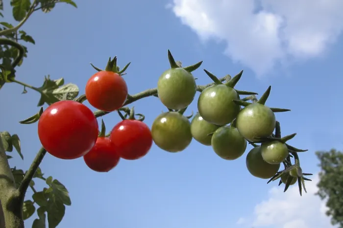 Impression encadrée : Tomatoes Impression encadrée : Tomatoes