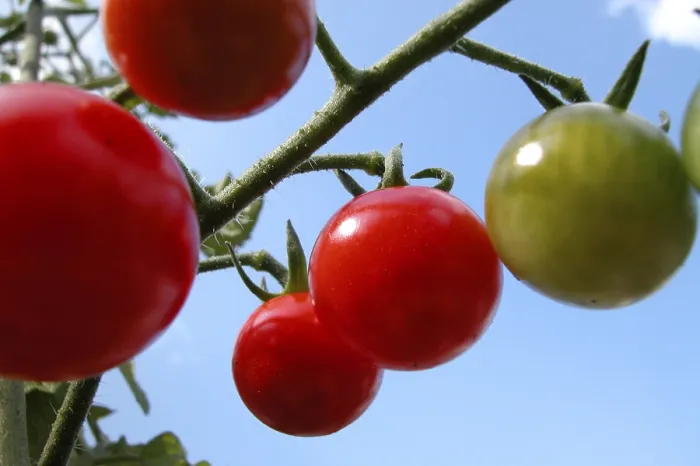 Impression encadrée : Tomatoes Impression encadrée : Tomatoes