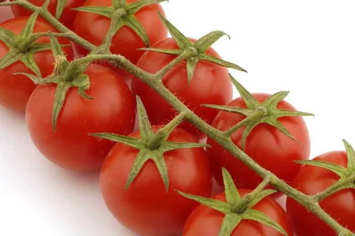 Impression encadrée : Tomatoes Impression encadrée : Tomatoes